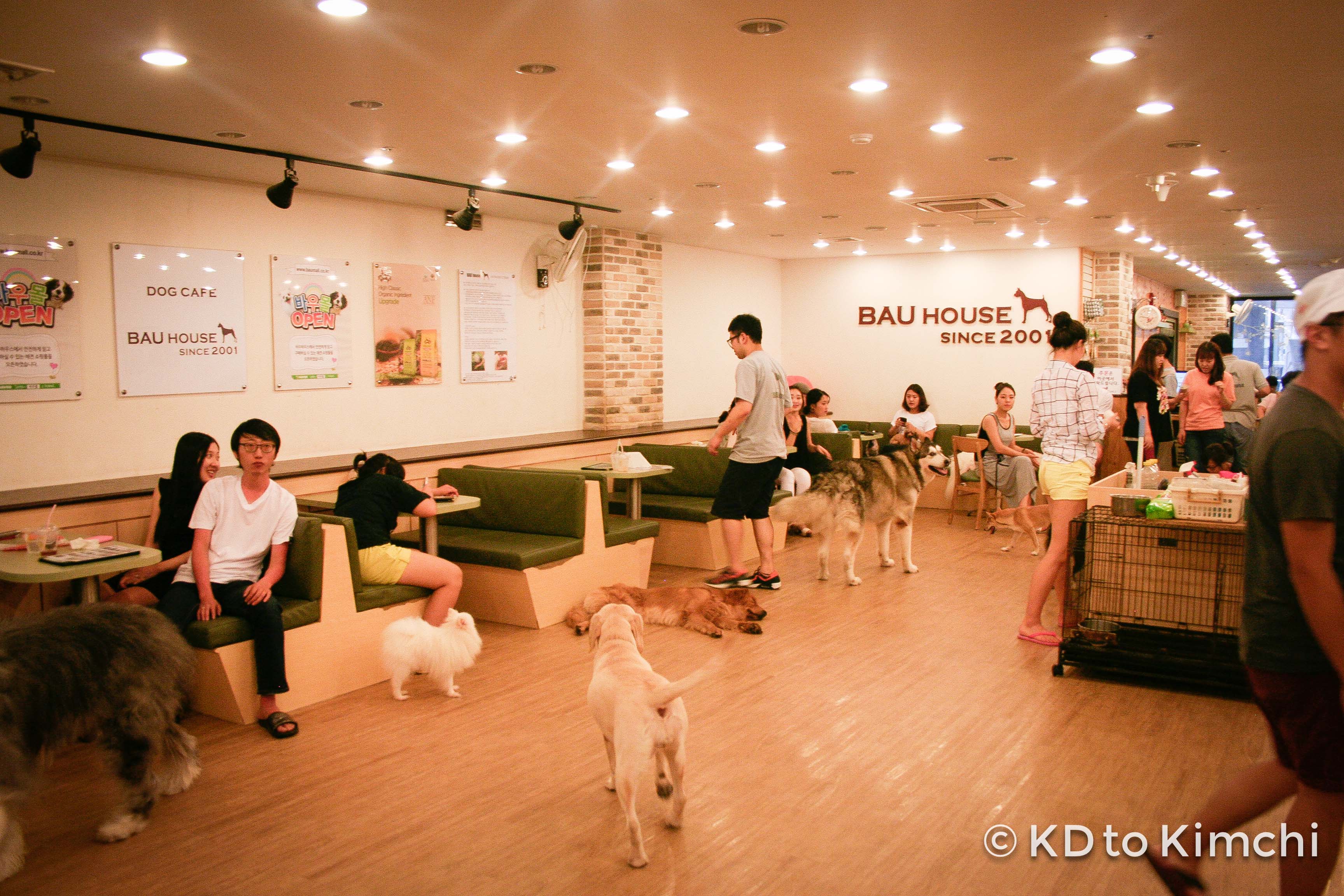 Checking out BAU HOUSE a Korean  dog  caf  From KD to Kimchi